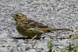 Yellowhammer