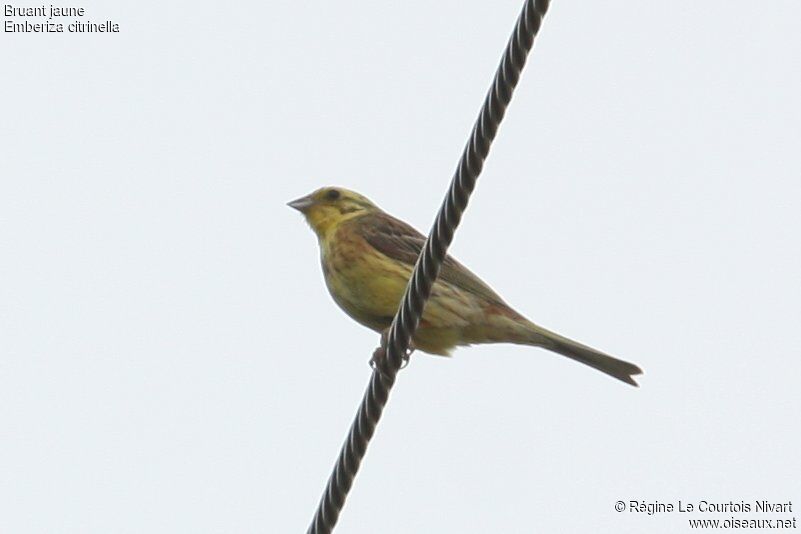 Yellowhammer male