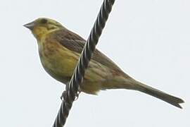 Yellowhammer