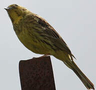 Yellowhammer