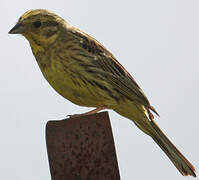 Yellowhammer