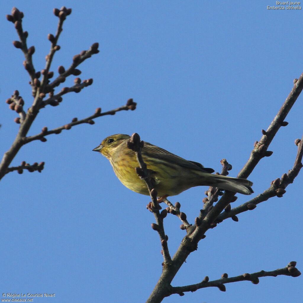 Bruant jaune