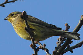 Yellowhammer