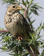 Corn Bunting