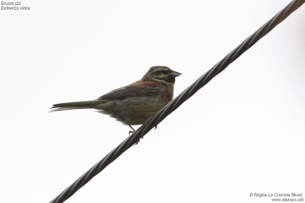 Cirl Bunting