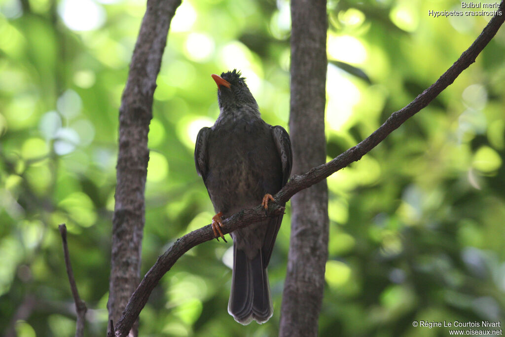 Bulbul merle