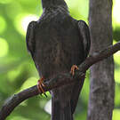 Bulbul merle