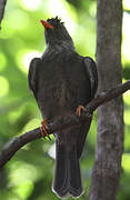 Seychelles Bulbul