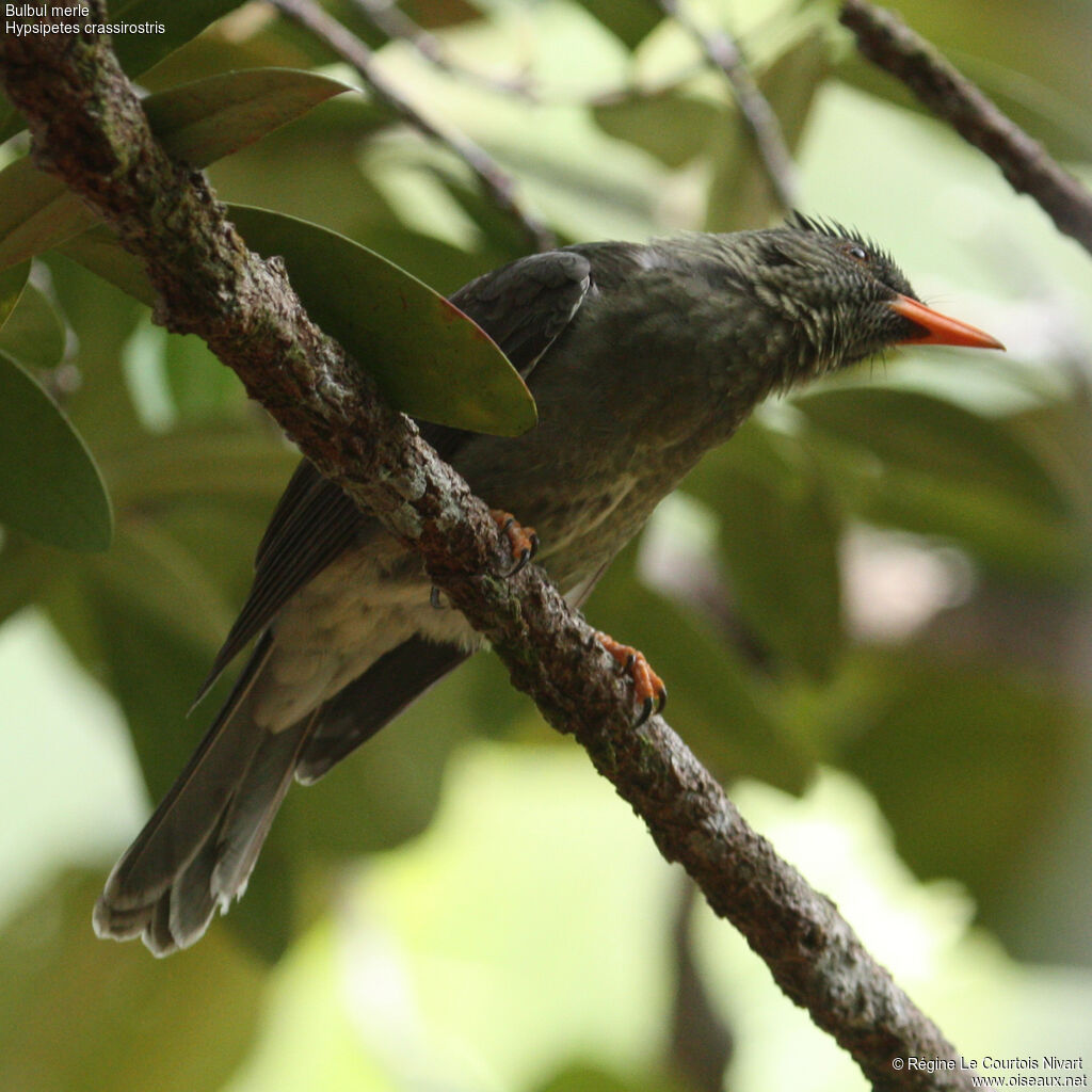 Bulbul merle