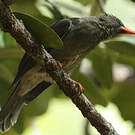 Bulbul merle