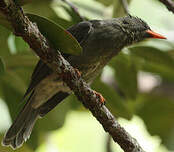 Bulbul merle