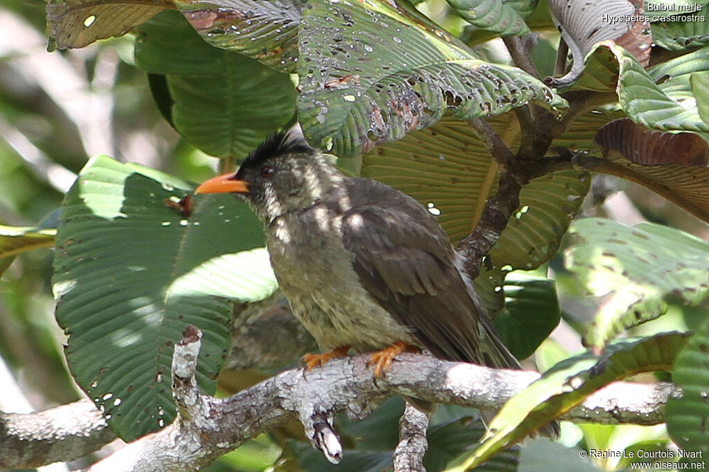 Bulbul merle