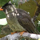 Bulbul merle