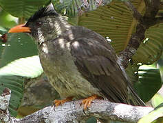 Seychelles Bulbul