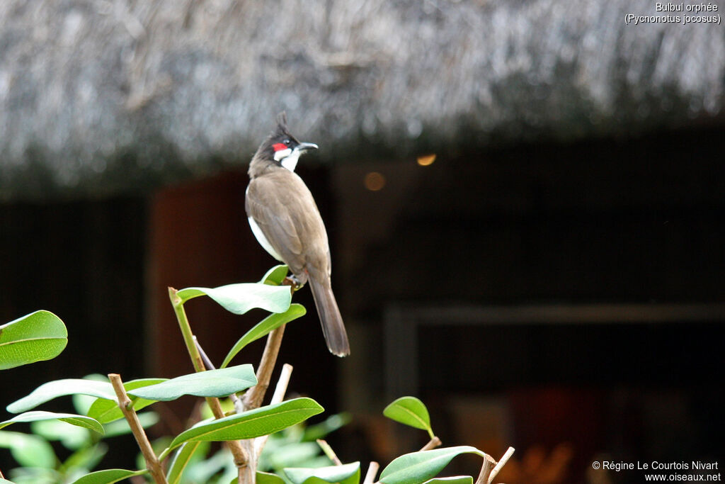 Red-whiskered Bulbul