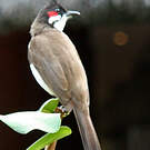 Bulbul orphée