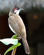 Red-whiskered Bulbul