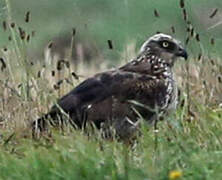 Western Marsh Harrier