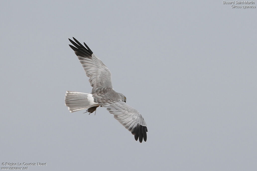 Hen Harrier male adult, feeding habits