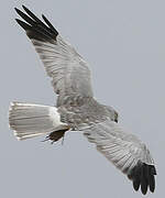 Hen Harrier