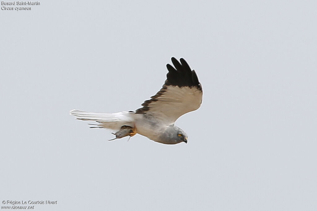 Hen Harrier