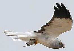 Hen Harrier