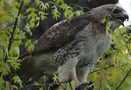 Red-tailed Hawk