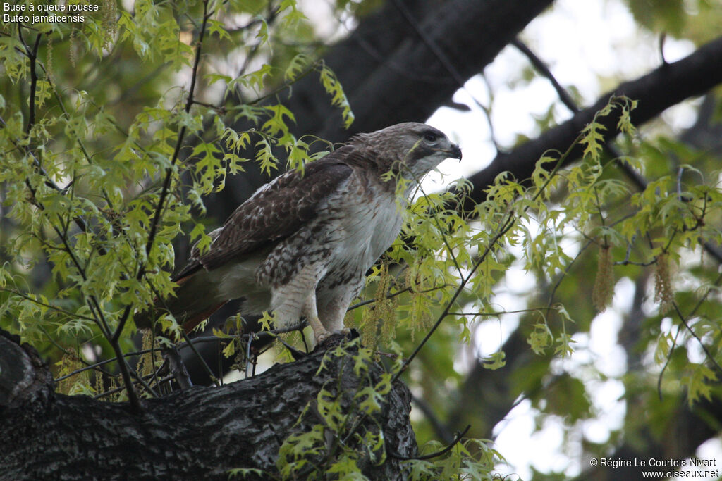 Red-tailed Hawk, feeding habits