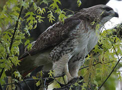 Red-tailed Hawk