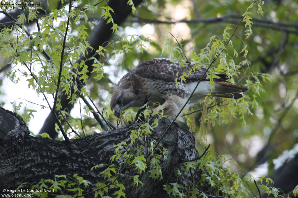 Red-tailed Hawk, feeding habits