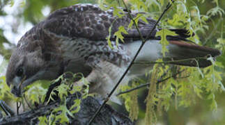 Red-tailed Hawk