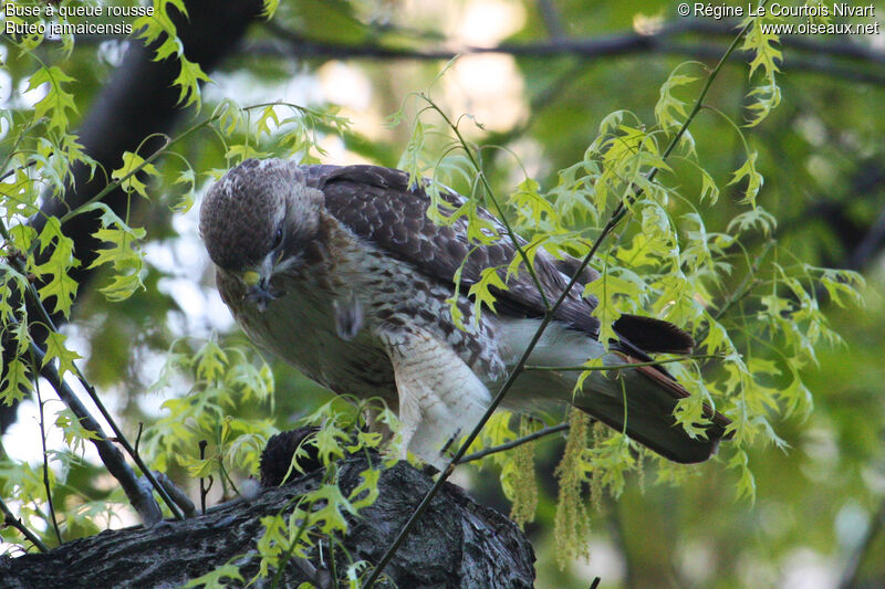 Red-tailed Hawk, feeding habits