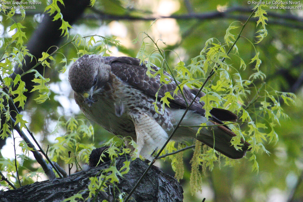 Red-tailed Hawk, feeding habits