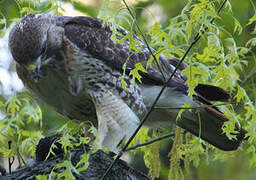 Red-tailed Hawk