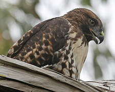 Red-tailed Hawk