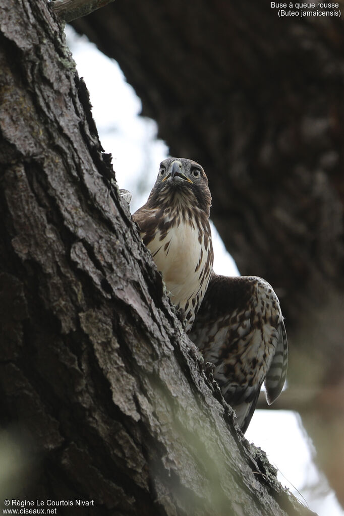 Red-tailed Hawk