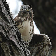 Red-tailed Hawk