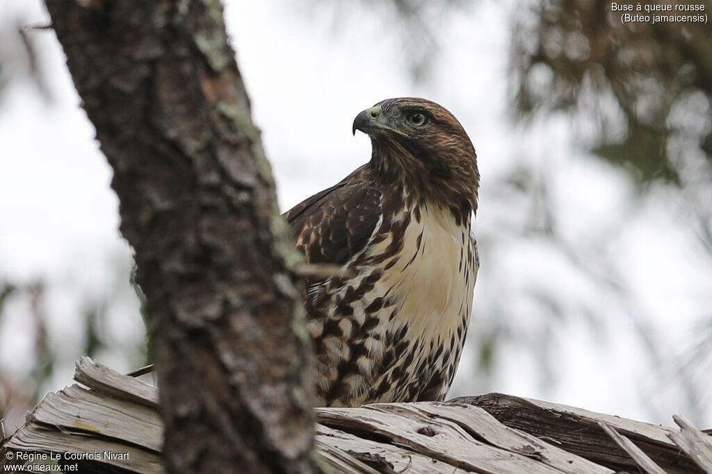 Red-tailed Hawk