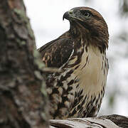 Red-tailed Hawk