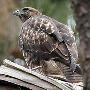 Red-tailed Hawk