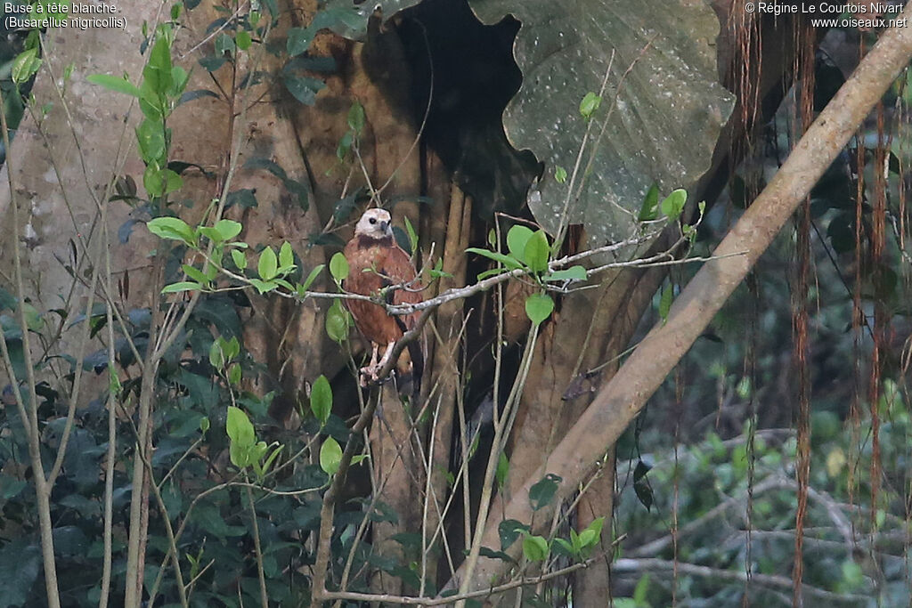 Black-collared Hawk