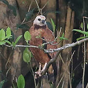 Black-collared Hawk