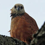 Buse à tête blanche