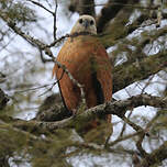 Buse à tête blanche