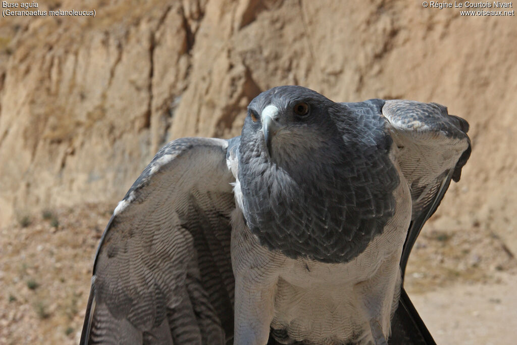 Black-chested Buzzard-Eagle