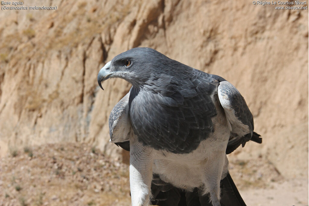 Black-chested Buzzard-Eagle