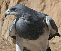 Black-chested Buzzard-Eagle