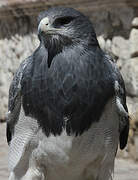 Black-chested Buzzard-Eagle