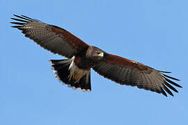 Harris's Hawk