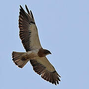 Swainson's Hawk